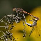 Große Heidelibelle im Paarungsrad