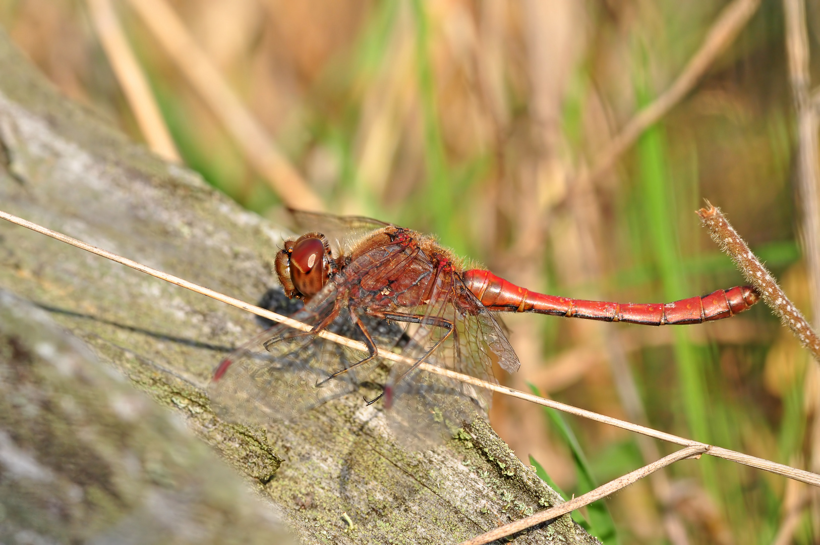 Große Heidelibelle Männchen #2