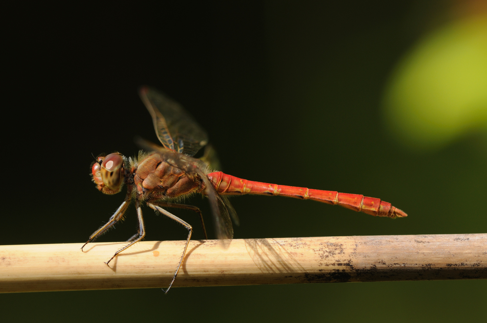 Große Heidelibelle Männchen