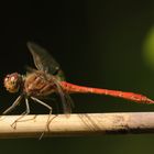 Große Heidelibelle Männchen