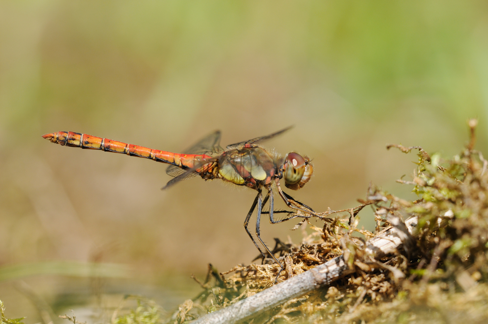 Große Heidelibelle Männchen