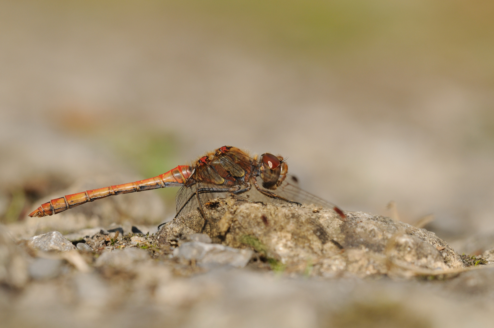 Große Heidelibelle Männchen auf dem Boden