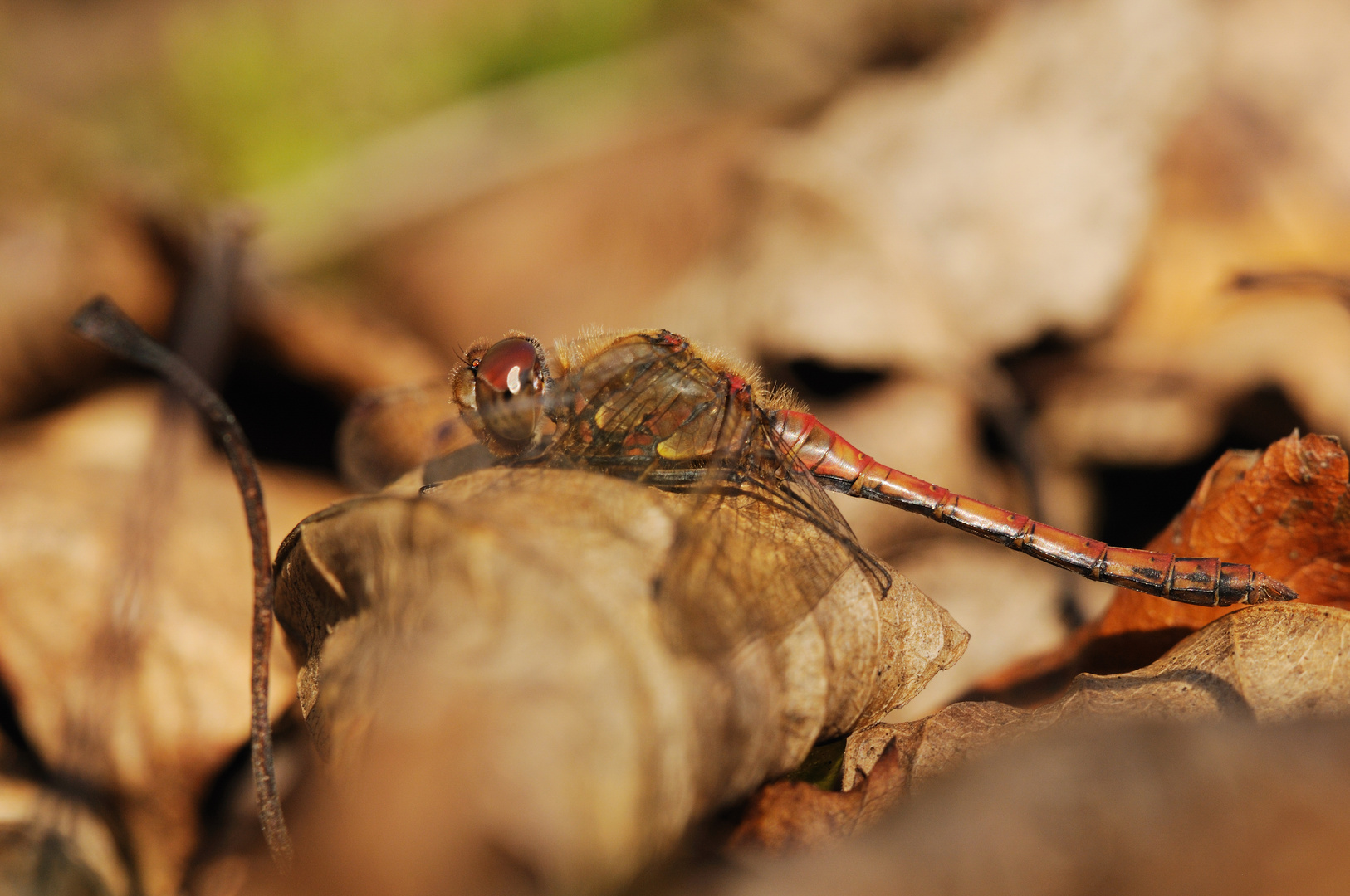 Große Heidelibelle Männchen auf Herbstlaub