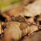 Große Heidelibelle Männchen auf Herbstlaub