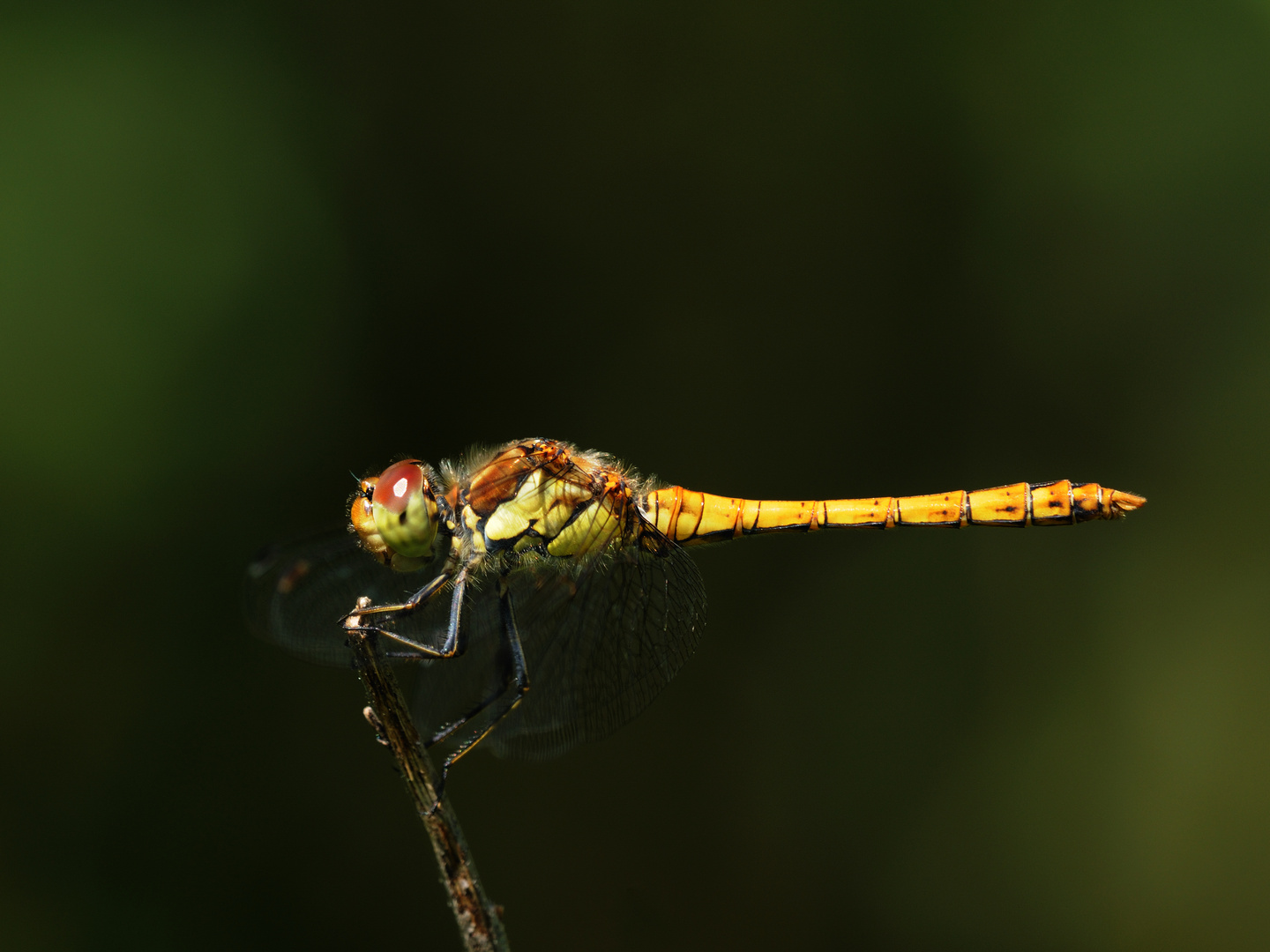 Große Heidelibelle Männchen