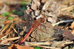 Große Heidelibelle Männchen