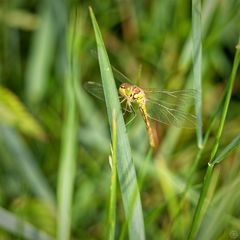 Große Heidelibelle (male)