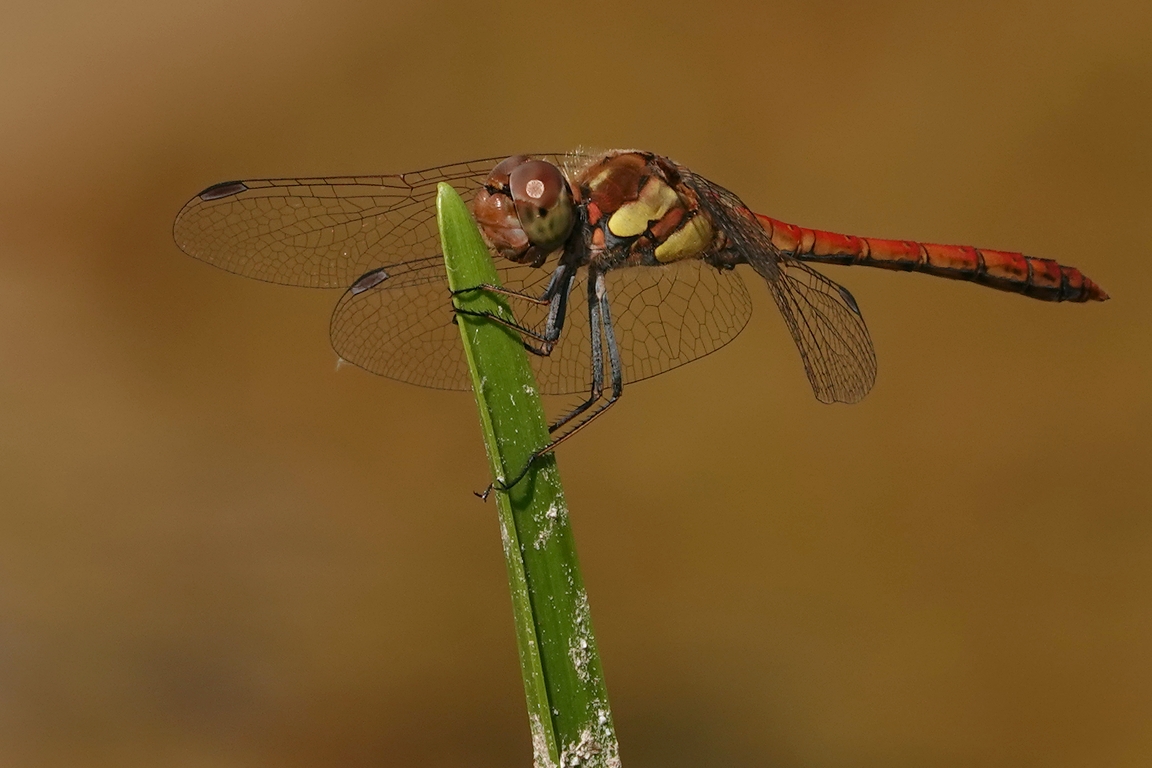 Grosse Heidelibelle Möhlin Burstel 25.07.2019