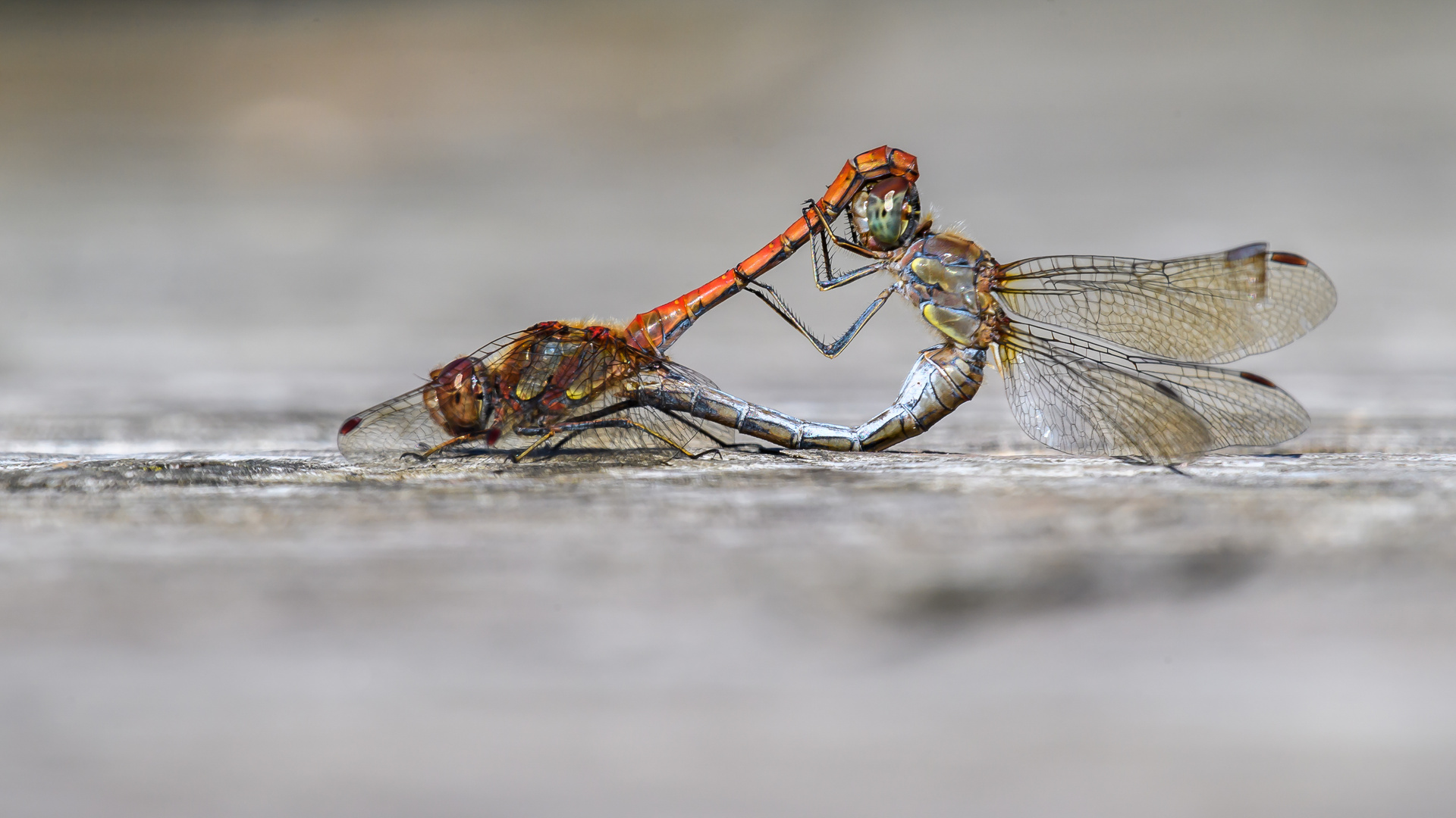 Grosse Heidelibelle Paarungsrad (Sympetrum striolatum)