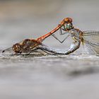 Grosse Heidelibelle Paarungsrad (Sympetrum striolatum)