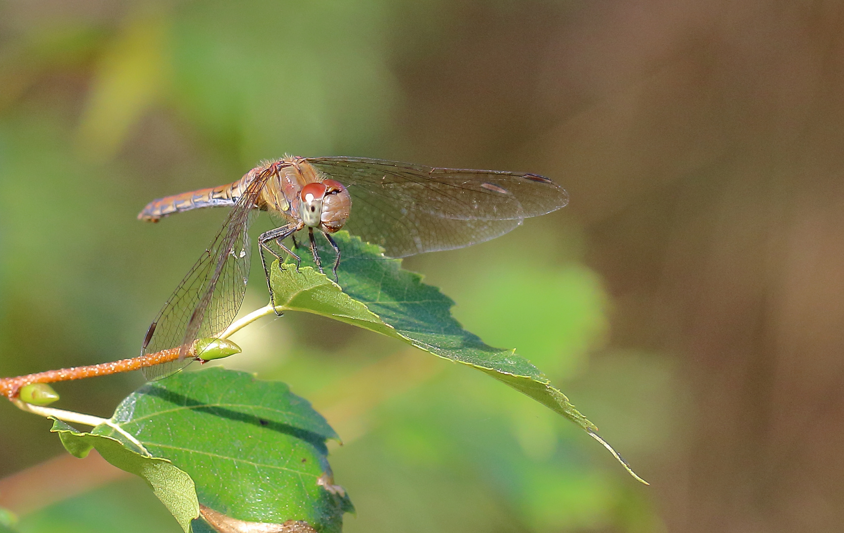 Große Heidelibelle (Sympetrum striolatum) 0,1