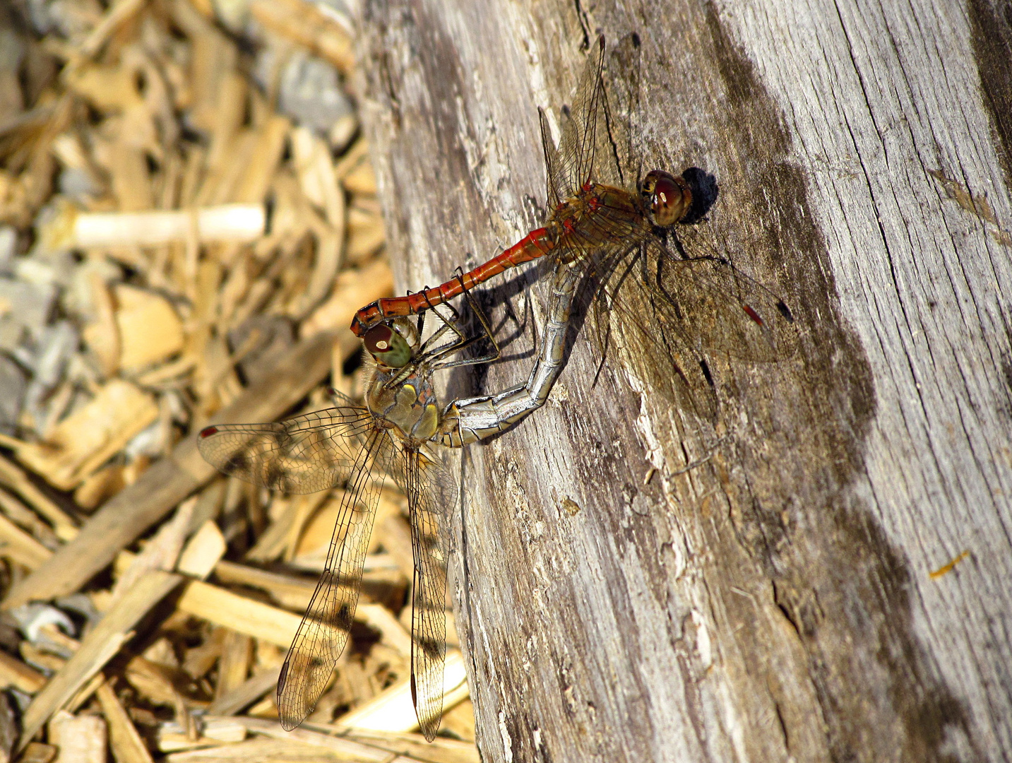 --- Große Heidelibelle (Sympetrum striolatum) ---