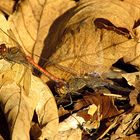 --- Große Heidelibelle (Sympetrum striolatum) ---