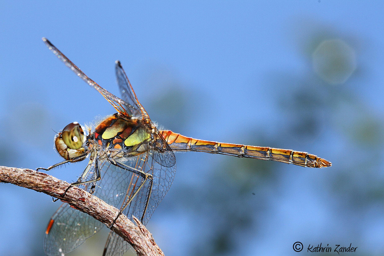 Große heidelibelle (Sympetrum striolatum)