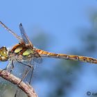 Große heidelibelle (Sympetrum striolatum)