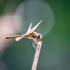 Große Heidelibelle - sympetrum striolatum