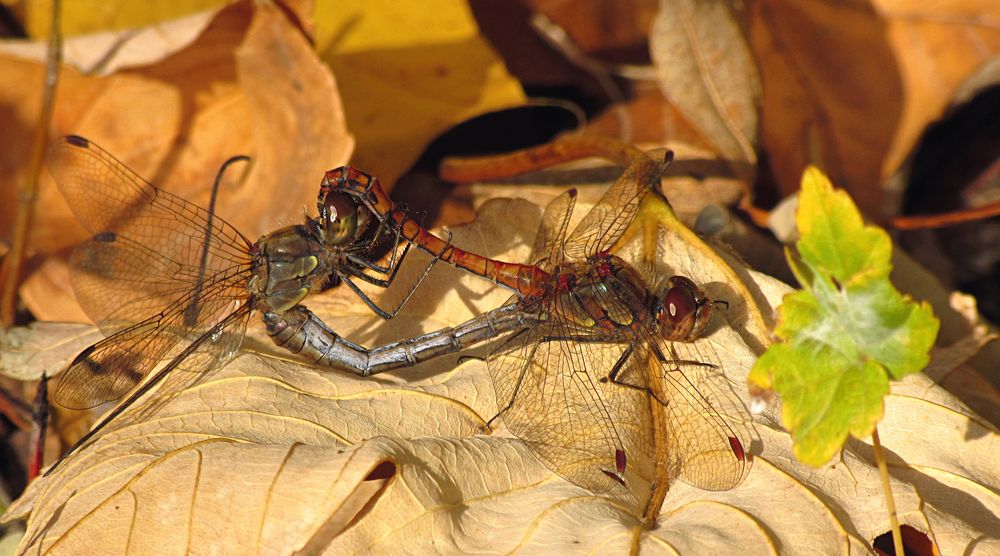 --- Große Heidelibelle (Sympetrum striolatum) --- 