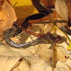 --- Große Heidelibelle (Sympetrum striolatum) --- 