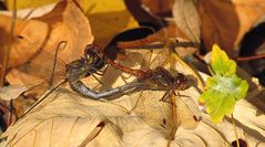 --- Große Heidelibelle (Sympetrum striolatum) --- 