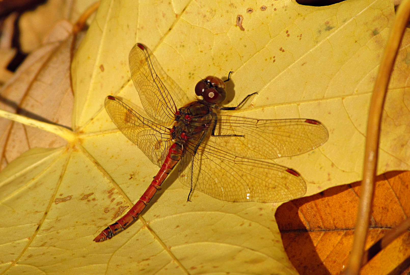 --- Große Heidelibelle (Sympetrum striolatum) ---