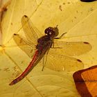 --- Große Heidelibelle (Sympetrum striolatum) ---