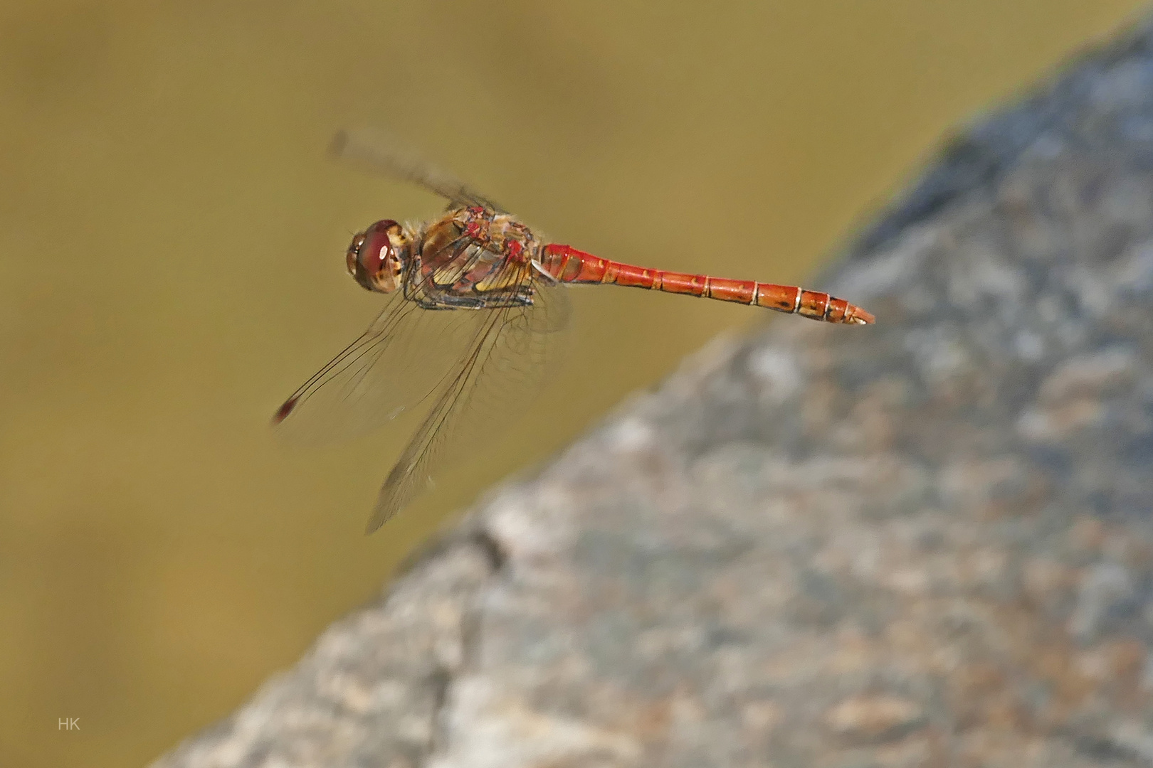 Große Heidelibelle (Sympetrum striolatum)