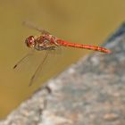 Große Heidelibelle (Sympetrum striolatum)