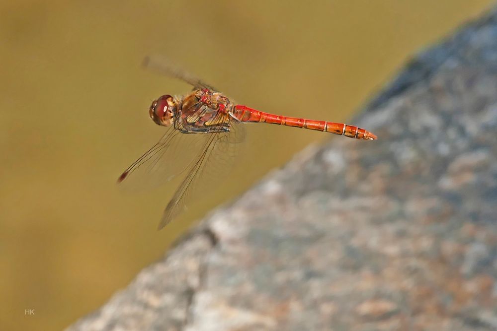 Große Heidelibelle (Sympetrum striolatum)