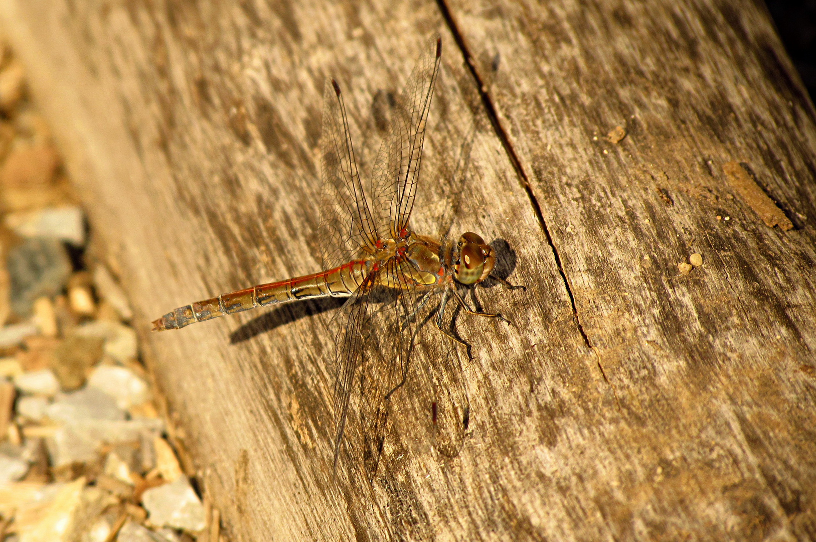 --- Große Heidelibelle (Sympetrum striolatum) ---