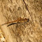 --- Große Heidelibelle (Sympetrum striolatum) ---