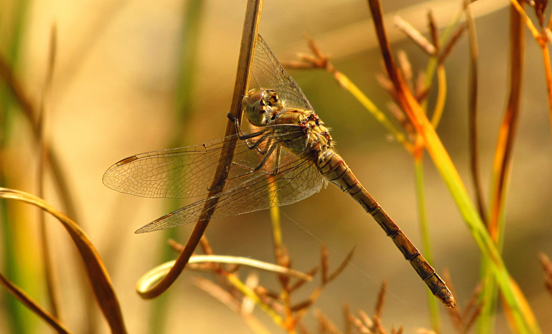 --- Große Heidelibelle (Sympetrum striolatum) ---