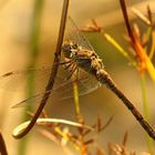 --- Große Heidelibelle (Sympetrum striolatum) ---