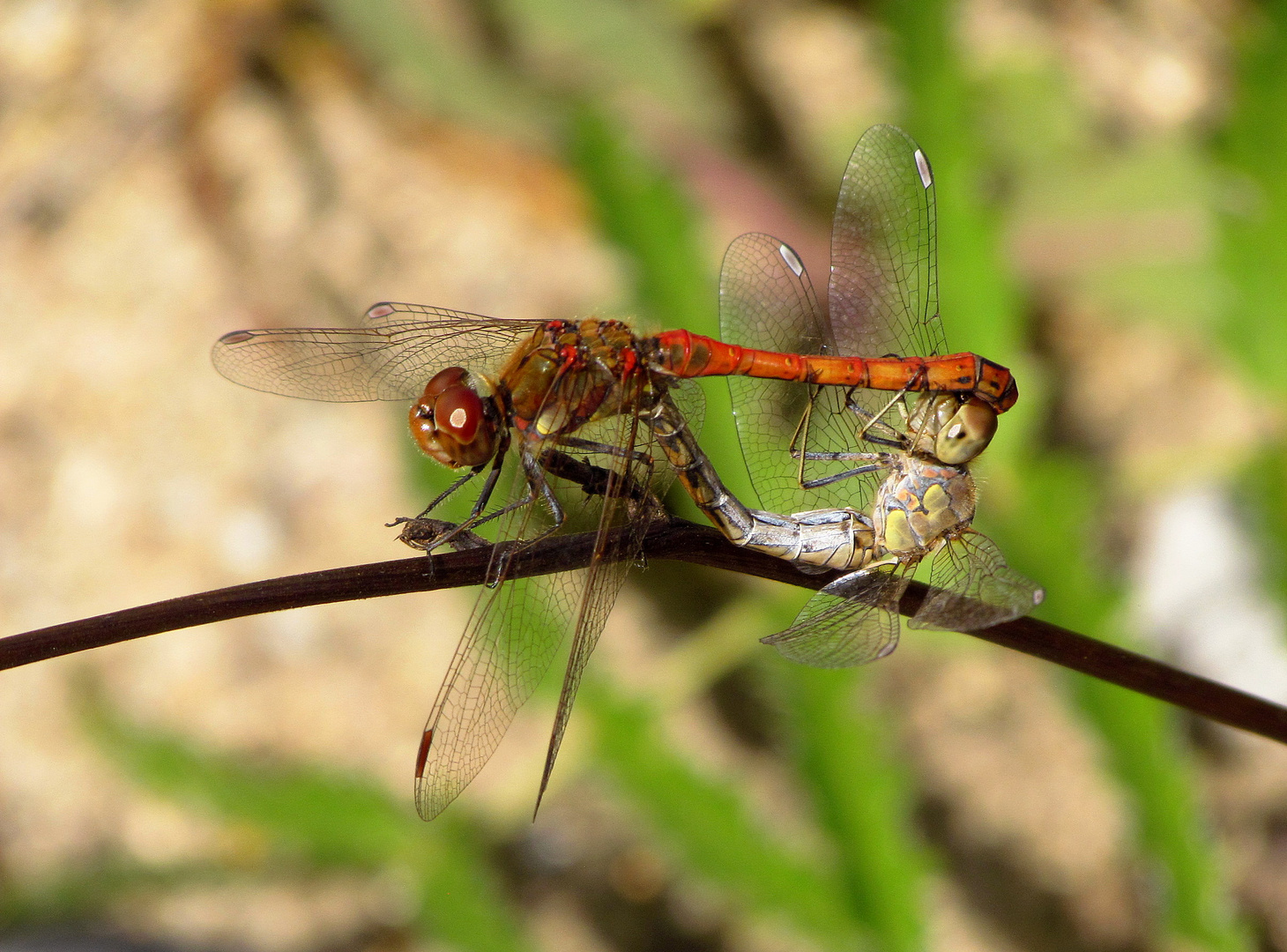 ... Große Heidelibelle (Sympetrum striolatum) ...