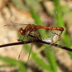 ... Große Heidelibelle (Sympetrum striolatum) ...