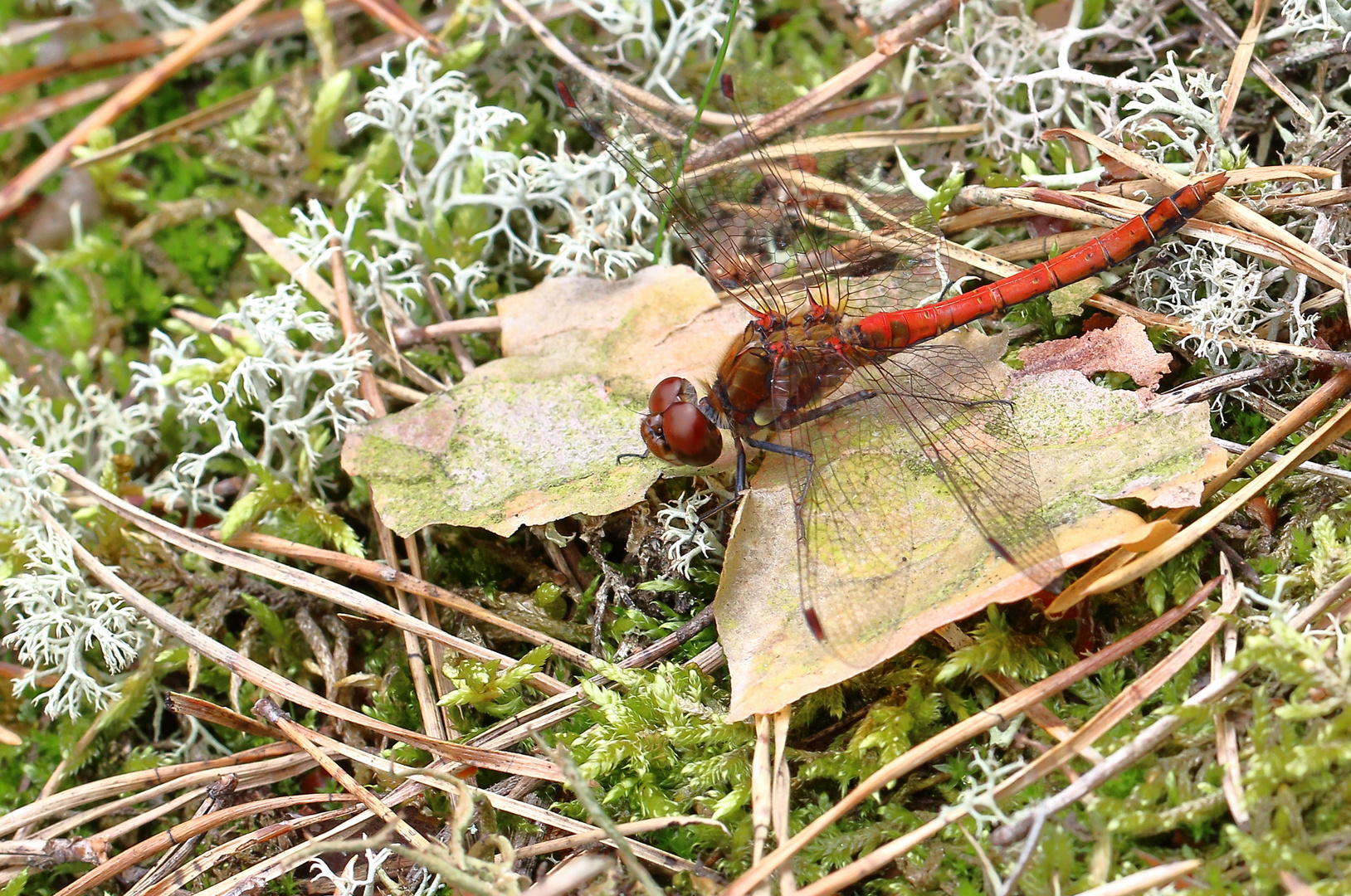 Große Heidelibelle (Sympetrum striolatum) 1,0