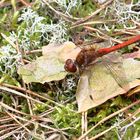 Große Heidelibelle (Sympetrum striolatum) 1,0