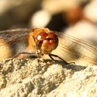 Grosse Heidelibelle (Sympetrum striolatum)