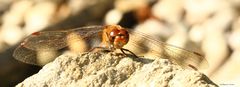 Grosse Heidelibelle (Sympetrum striolatum)