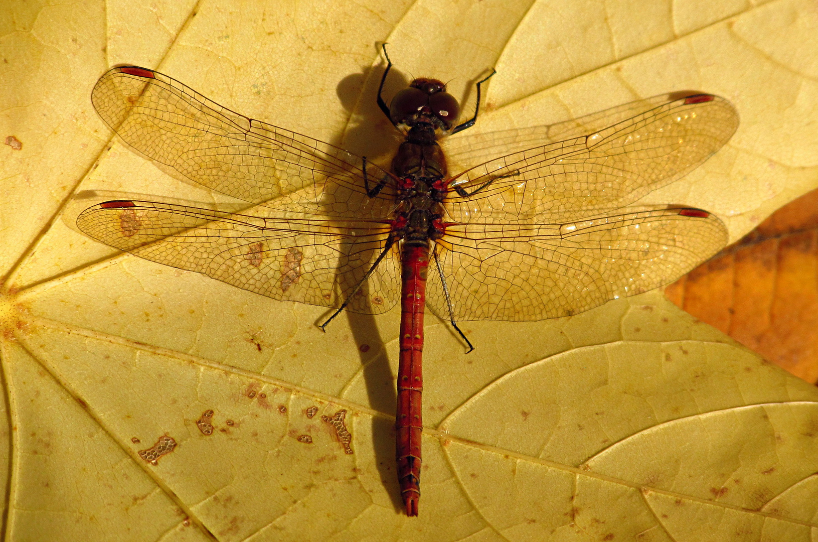 --- Große Heidelibelle (Sympetrum striolatum) --- 