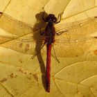 --- Große Heidelibelle (Sympetrum striolatum) --- 