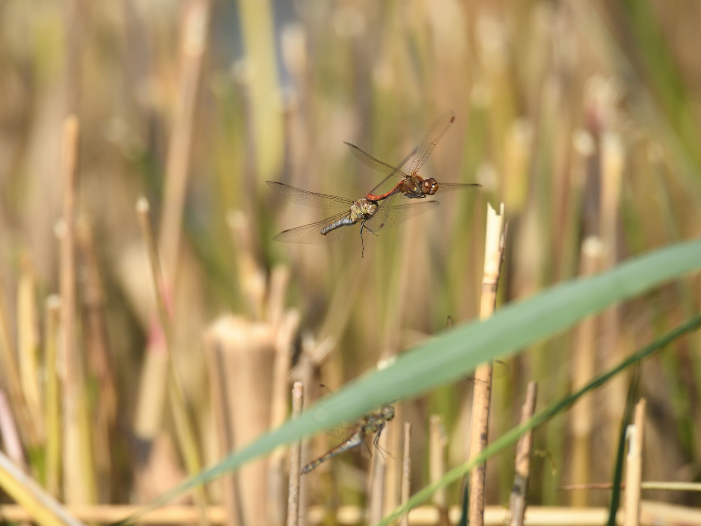 Große Heidelibelle (Sympetrum striolatum) 107-2016 GB1_9827-1