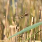 Große Heidelibelle (Sympetrum striolatum) 107-2016 GB1_9827-1