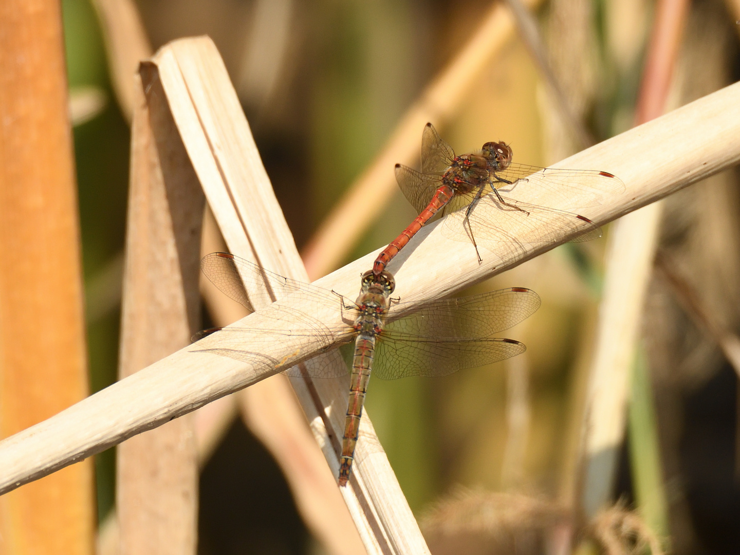 Große Heidelibelle (Sympetrum striolatum) 108-2016 GB1_9838-1