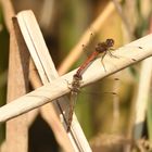 Große Heidelibelle (Sympetrum striolatum) 108-2016 GB1_9838-1