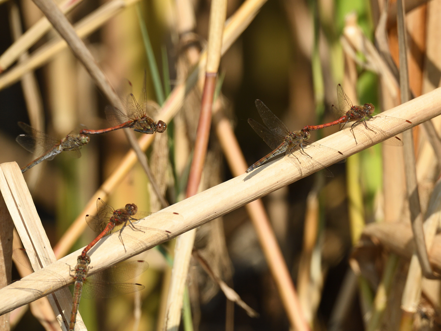 Große Heidelibelle (Sympetrum striolatum) 110-2016 GB1_9845-1