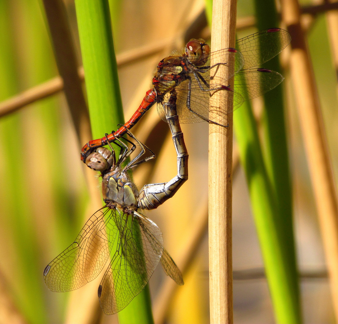 ... Große Heidelibelle (Sympetrum striolatum) ...