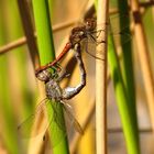 ... Große Heidelibelle (Sympetrum striolatum) ...