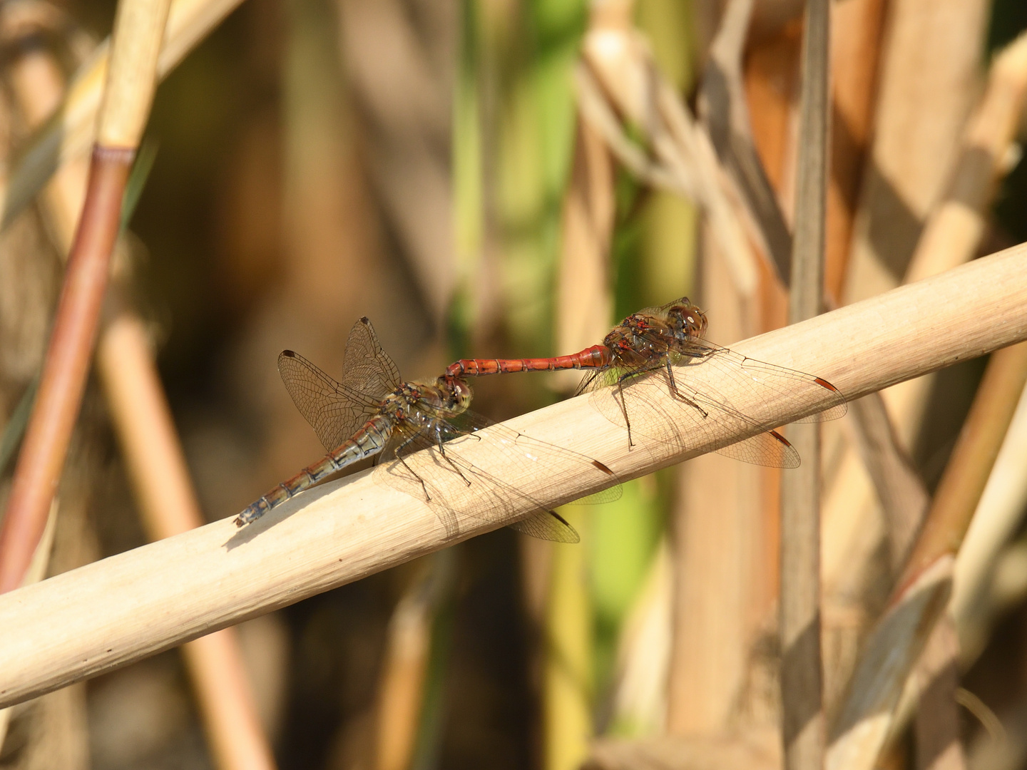 Große Heidelibelle (Sympetrum striolatum) 111-2016 GB1_9862-1