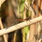 Große Heidelibelle (Sympetrum striolatum) 111-2016 GB1_9862-1