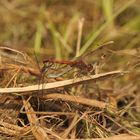 Große Heidelibelle (Sympetrum striolatum) 112-2016 ASC_3541-1